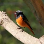 Black Redstart