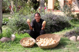 Potato crop, Basunti gardens