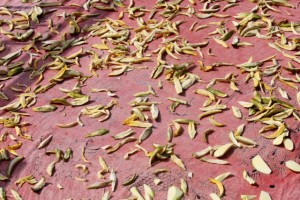 Drying wild mango