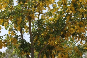 Indian Bean tree in full bloom