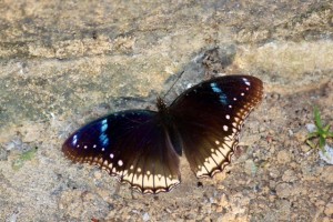 Great Eggfly (Hypolimnas bolina), female