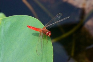 Dragonfly - species?