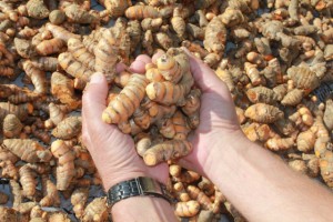 Our Haldi crop, Dec 2013