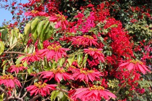 A riot of colour, Basunti, Dec 2013